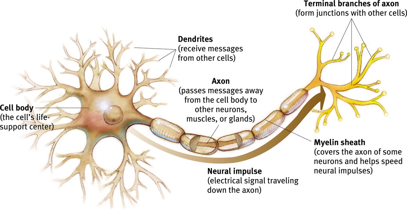 <p>Neuron</p>