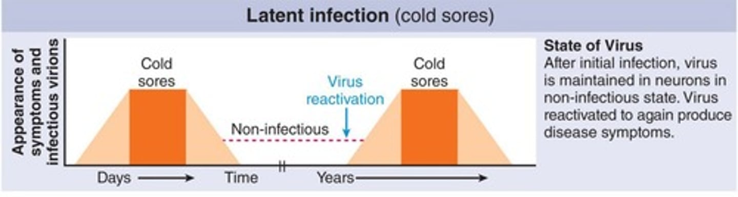 <p>The viral genome remains silent but can reactivate to cause a productive infection.</p>