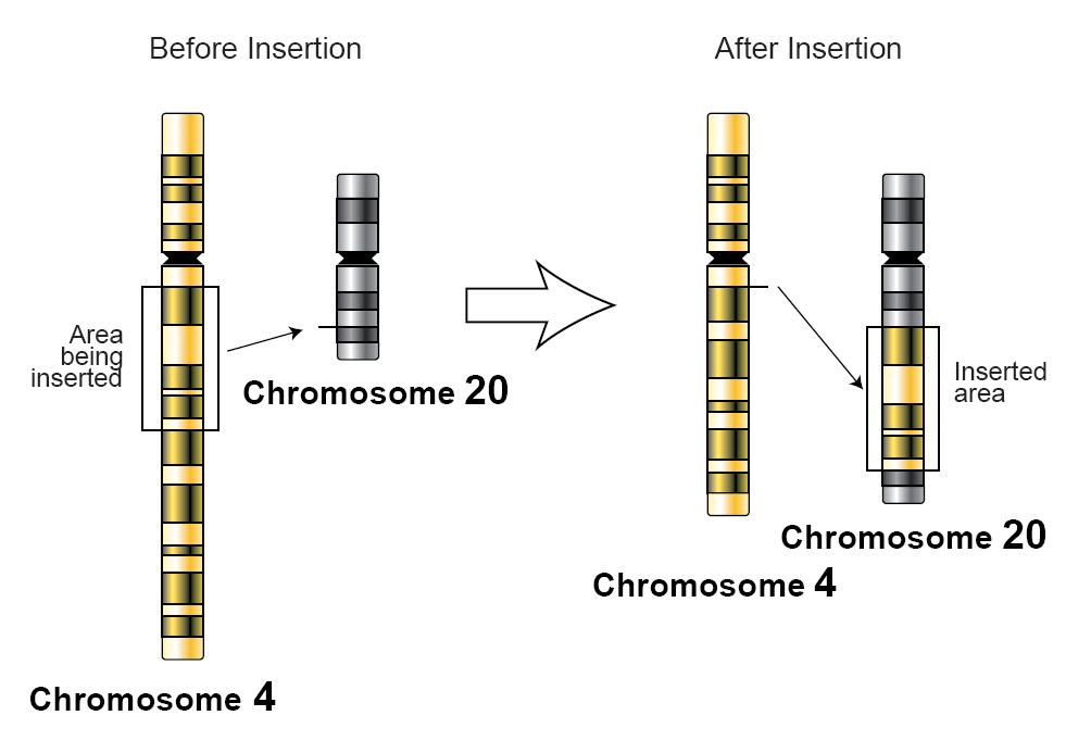<p><span style="color: red">Mutation </span>where <strong>one </strong>or <strong>more </strong>nucleotide pairs have been added/deleted to a <span style="color: purple">segment </span>of DNA</p><p>FRAMESHIFT MUTATION - READING FRAME CHANGES </p><p></p><p>Codons are read wrong and the wrong amino acid is added to a protein</p>