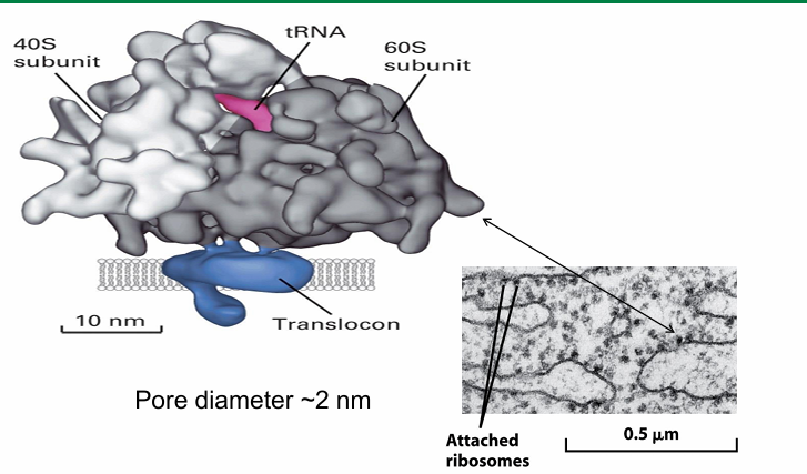 <ul><li><p>The large ribosomal subunit directly interacts&nbsp;with translocon </p></li><li><p>Minimal space exposes the nascent polypeptide emerging from ribosome to cytosol </p><ul><li><p>So not susceptible to protease in external env </p></li></ul></li><li><p>This close association gives the rough ER speckled appearance&nbsp;</p></li></ul><p></p>