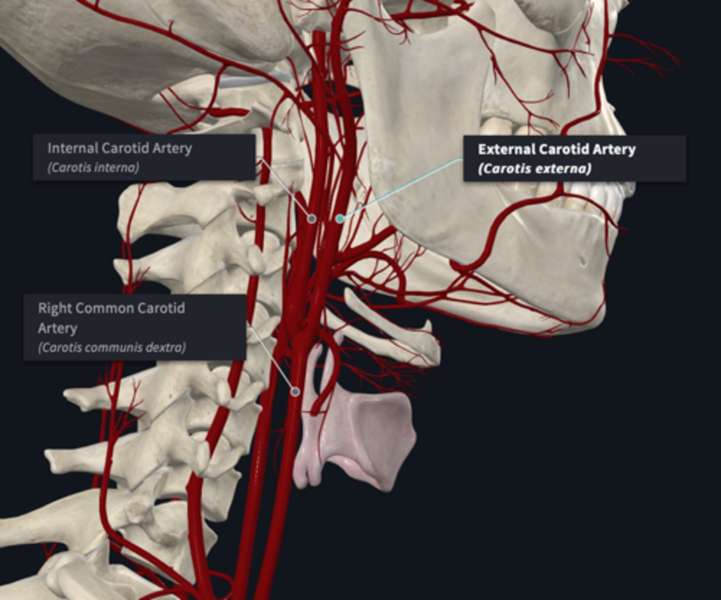 <p>What are the branches of the common carotid artery? </p>