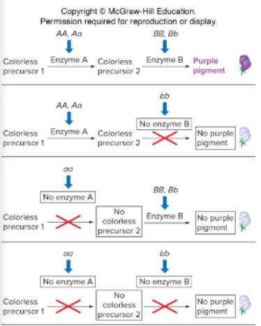 <p>A phenomenon in which two parents that express the same or similar recessive phenotypes produce offspring with a wild-type phenotype. This occurs because each recessive allele is complemented by a wild-type allele</p><p>Ex) In the flowers’ P generation, both white flowers were homozygous recessive for either the p or c gene (CCpp or ccPP). Since at least one of the genes was homozygous recessive, the gene masked the purple pigment and kept the flower white (epistasis). In the F1 generation, all the flowers were purple because each recessive allele ended up being accompanied by a wild type allele (C or P). No genes could be masked since all genes involved were heterozygous dominant.</p>