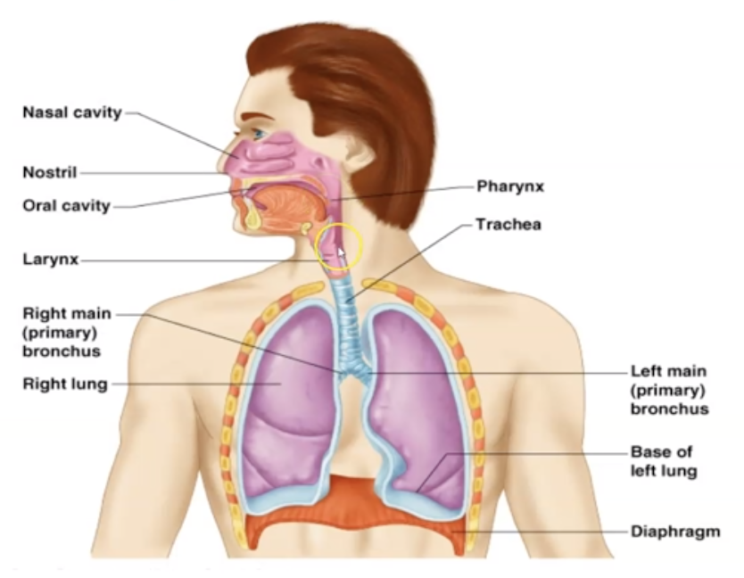 <ol><li><p>Nose</p></li><li><p>Pharynx</p></li><li><p>Larynx</p></li><li><p>Trachea</p></li><li><p>Bronchi</p></li><li><p>Lungs (Subdivided into <mark data-color="red">Bronchioles</mark> and <mark data-color="red">Alveoli</mark>)</p></li><li><p>Diaphragm</p></li></ol>