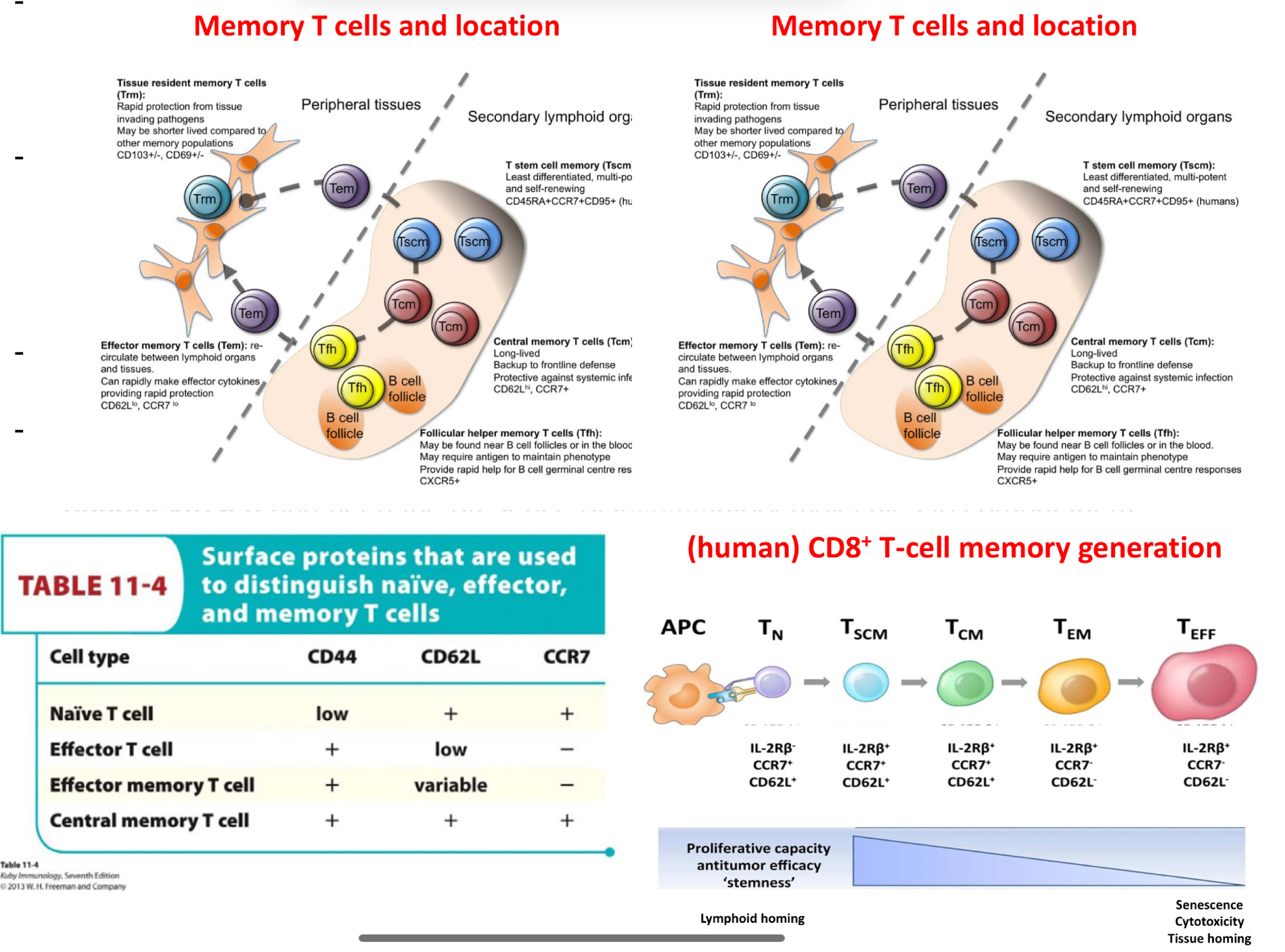 <p>Memry T cells persist even in the absence of pathogens, this is due to homeostatic cytokines which manage to maintain the memory cells alive. For example CD8 cells depend on IL15 for the generation of emmory cells.</p><ul><li><p>The CD44 mans it is no longer naive T cell, likely has come into contat with antigens.</p></li><li><p>CD62L (selectin) (in secondary lymphoid organs)- naive cells and central memory cells in 2ary lymphoid organs will express them&nbsp;</p></li><li><p>CCR7&nbsp; it is a chemokine.. which will make cells gravitate towards it— if cells have receptors for these chemokines, they will inevitably migrate towards them( found in secodnary lymphoid organs)</p></li><li><p></p></li><li><p>***hence naive T cella dn central emmory cells will be brought to these seocndary lymphoid organs from their attraction to chemokine CCR7.</p></li><li><p>(TABLE&nbsp;)- naive in lymphoid rgans, effector T cell in places were needed (pahtogen locations), effector memory T cellswill be everywhere in the organs, in cas eth antigens is found, centralmemory t cells are are liek naive T cells but more ready than them for anitgen recognition and then effcetor function in lymphoid organs.</p></li></ul><p></p>