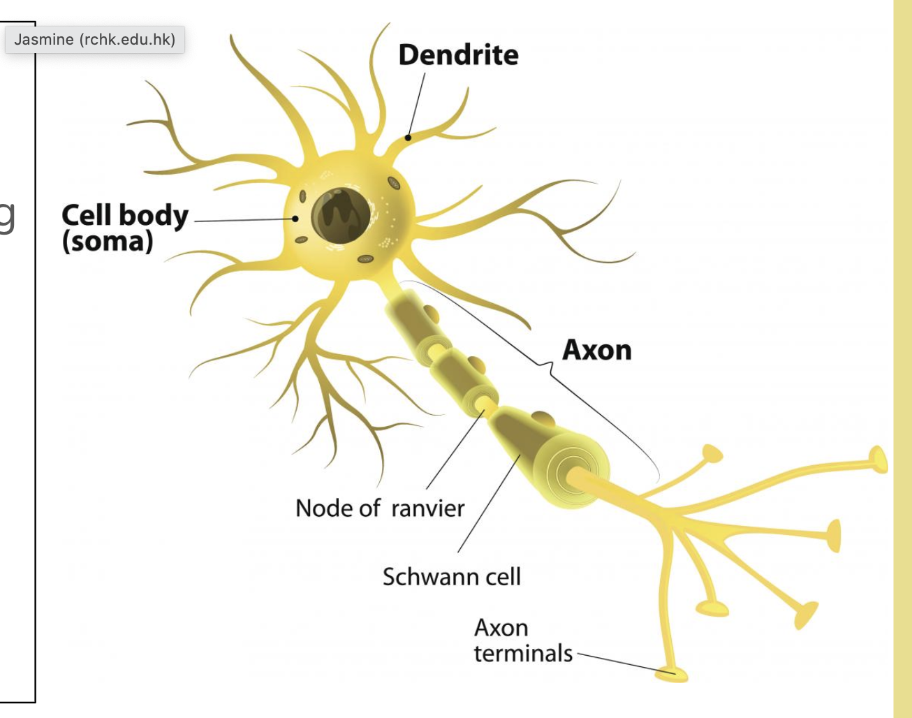 <ol><li><p>cell body - cytoplasm&amp;nucleus , elongated nerve fibre- conduct electrical impluse</p></li><li><p>dendrities - shorter fibres, projecting from cell body </p></li><li><p>nucleus </p></li><li><p>schwann cell</p></li><li><p>node of ranvier</p></li><li><p>axon terminal </p></li></ol><p></p>