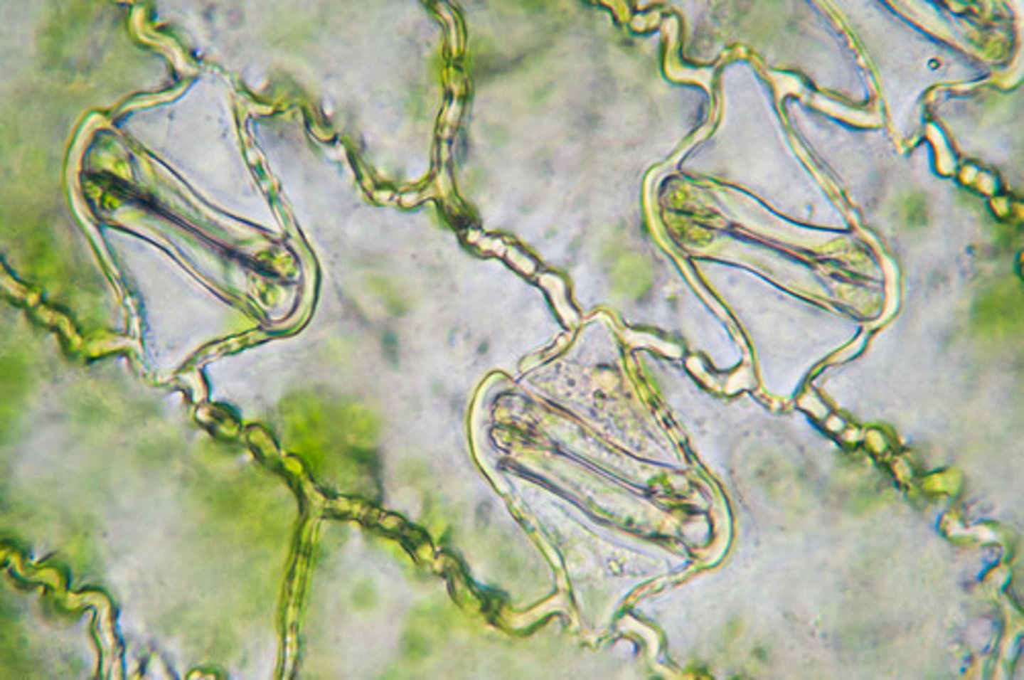 <p>o Count the number or stomata</p><p>o Recognize guard cells and epidermal cells</p>