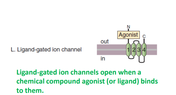 <p>open in response to the binding of chemical stimulants or ligands to the ion channel. These channels have ligand binding sites that bind to specific chemical ligands (or agonists) inside or outside the cell</p>