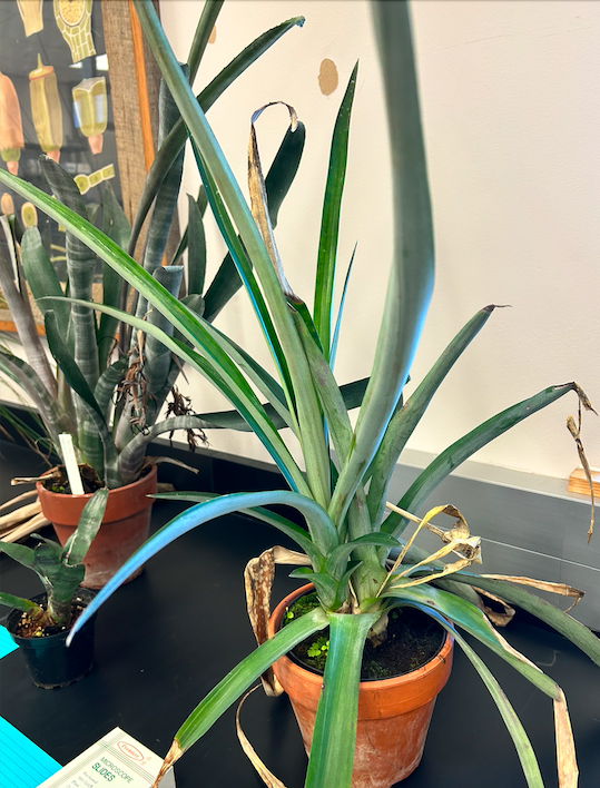 <p>Poales</p><p><span style="background-color: transparent;"><span>Bromeliaceae</span></span></p><p><span style="background-color: transparent;"><em><span>Ananas comosus </span></em><span>(pineapple)</span></span></p>