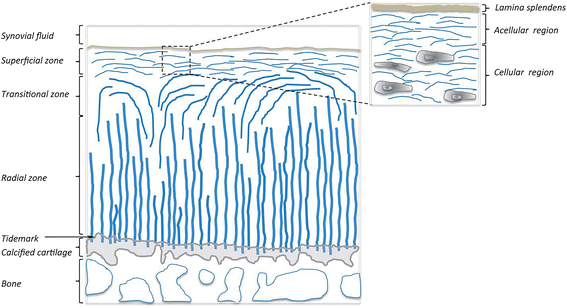 <ul><li><p>collagen is arranged parallel to the surface in the superficial zone</p></li><li><p>collagen has a more random orientation in the intermediate zone</p></li><li><p>collagen is arranged perpendicular to the surface in the deep zone</p></li><li><p>collagen fibers tend to intersect with one another when they rise to the surface</p></li></ul><p></p>