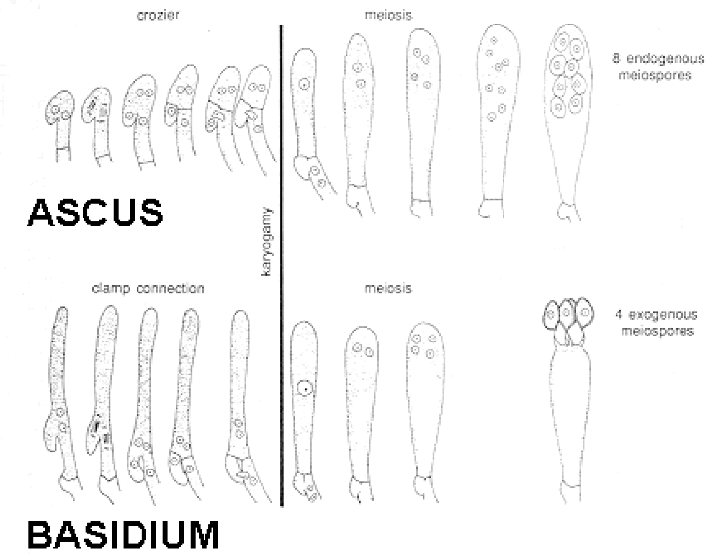 <p>Basidiomycetes vs. Ascomycetes characteristics  (Ch. 6)</p>