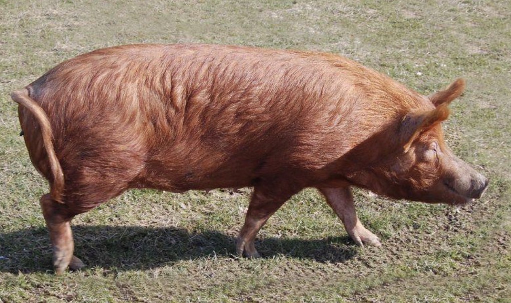 <p>Type and Breed </p>