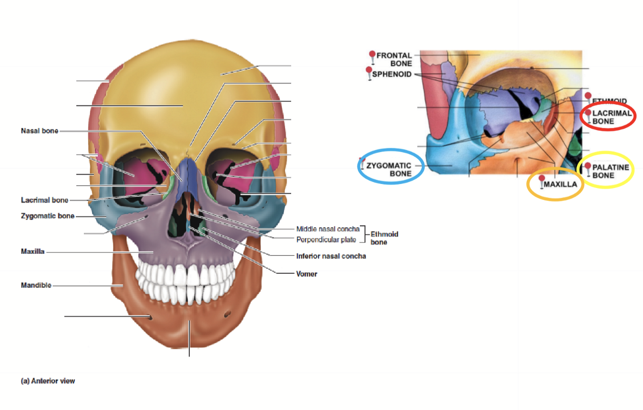 <p>1 mandible, 1 vomer, 2 maxillae, 2 palatine, 2 zygomatic, 2 nasal, 2 lacrimal, 2 inferior conchae</p>