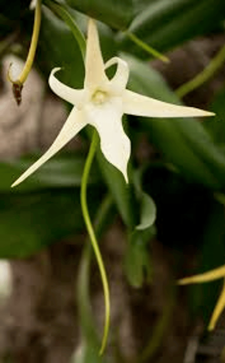 <p>Madagascar.</p>