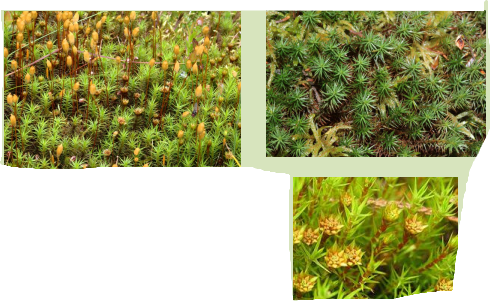 <p>Polytrichum sp.</p>