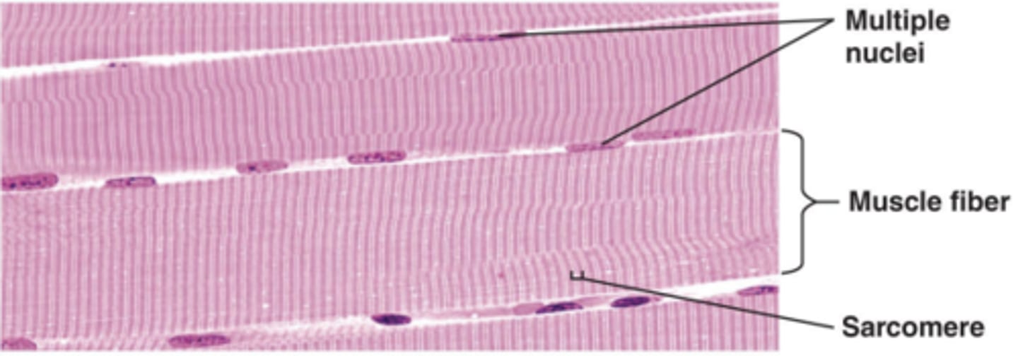 <p>multiple nuclei, striations</p>