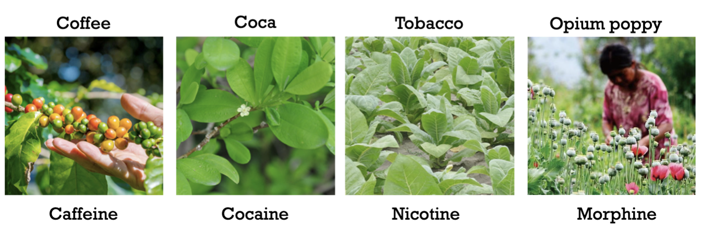 <p>Hence, we have those compounds because of co-evolution (arms race) between plants and insects. </p>