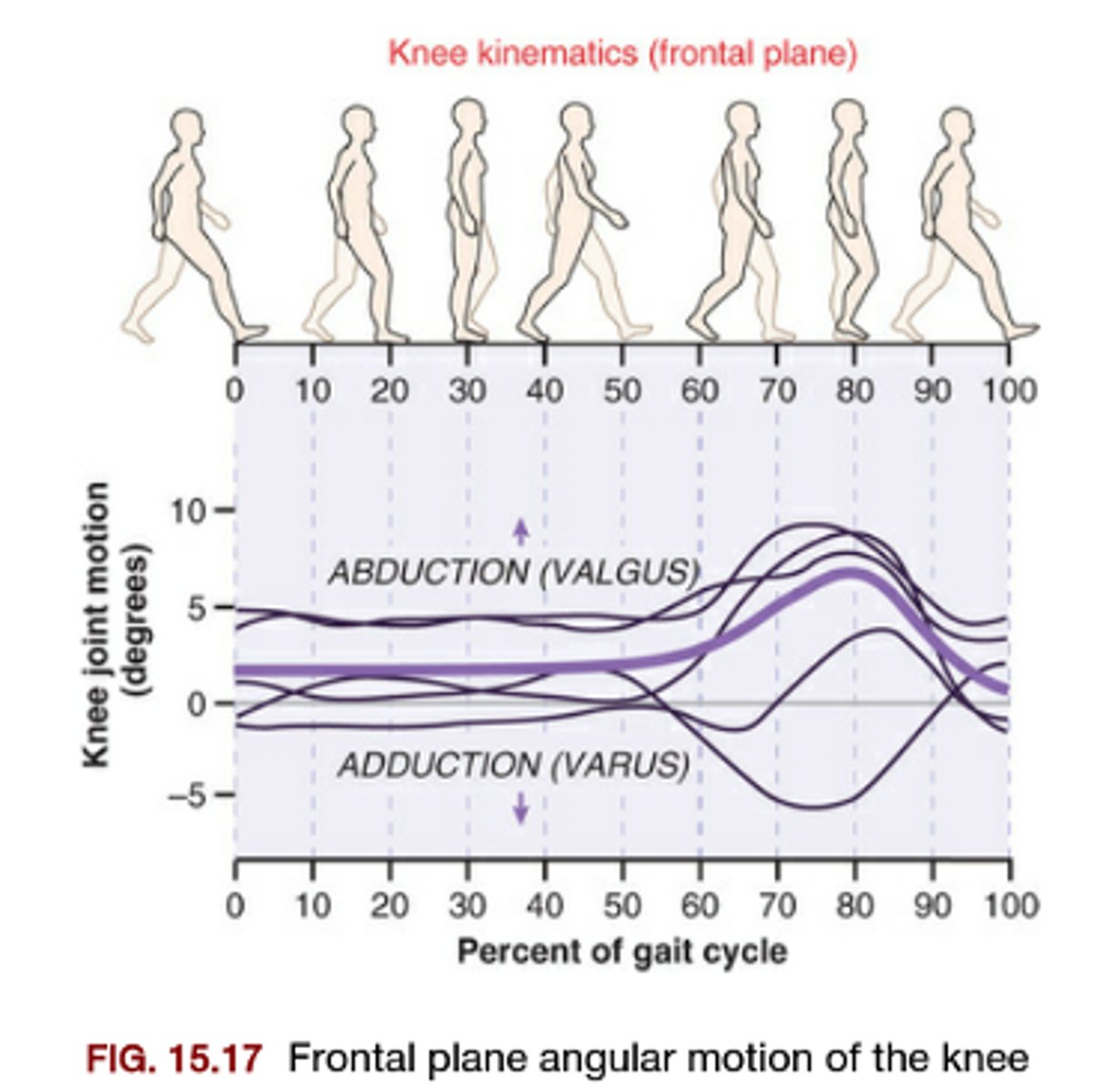 <p>relative stable in frontal plane</p>