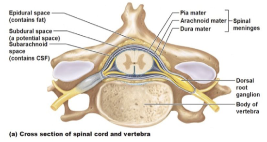 <p>SC: Meningeal Layers </p>