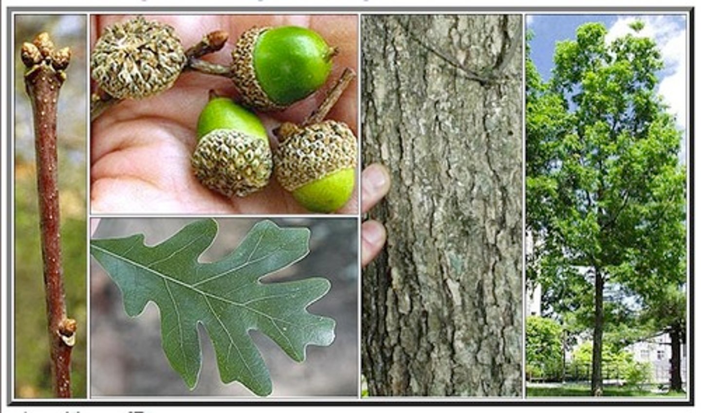 <p>Leaves with rounded lobes, light gray scaly bark; campus, HMF, Jamesburg.</p>