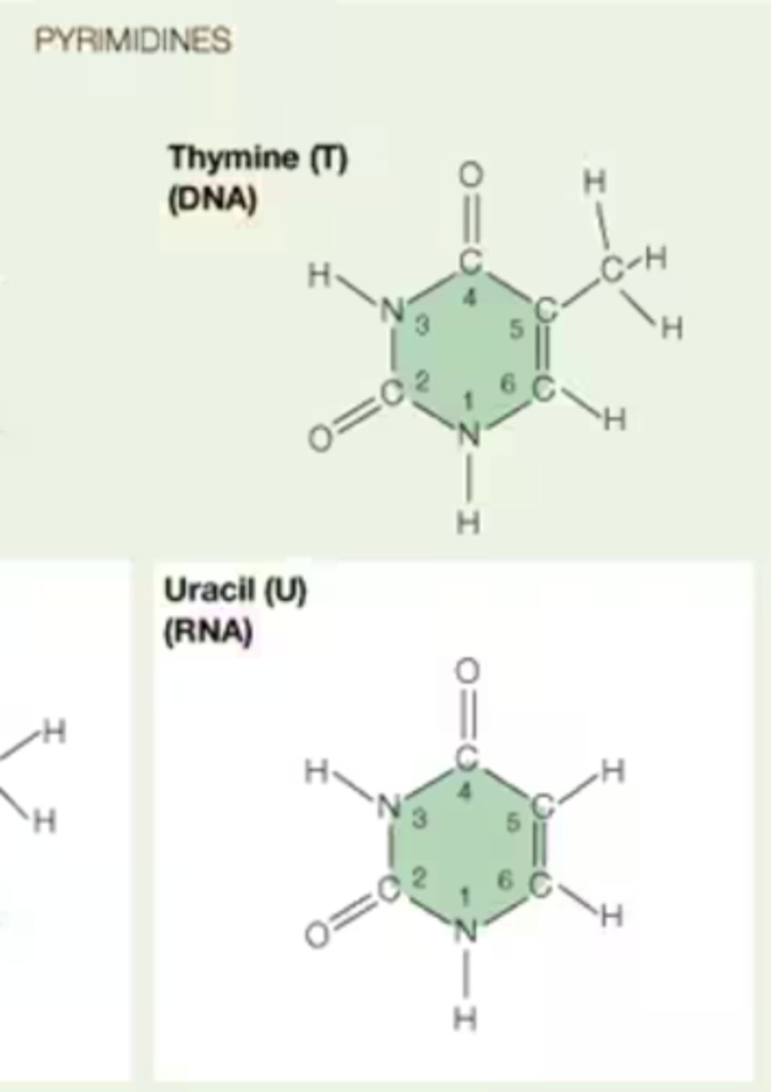 <p>Thymine is a 5-methyluracil (uracil with an added methyl group on C5')</p>
