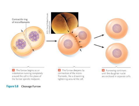 <p>Mitosis – Cytokinesis</p>