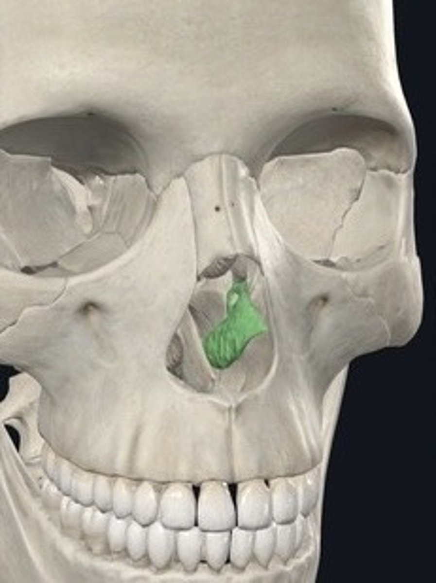 <p>Thin bones forming part of the nasal cavity.</p>