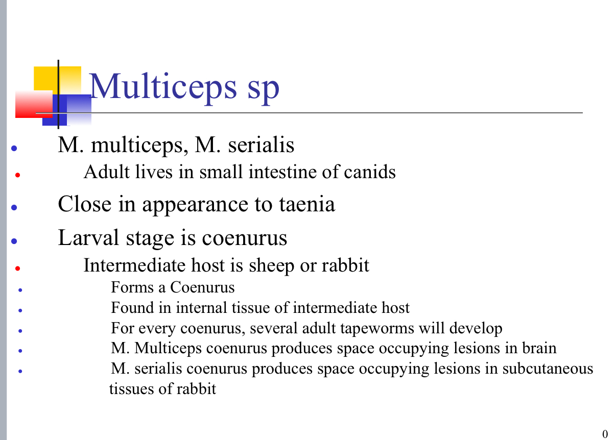 <p>Coenurus = similar to a cyst</p>