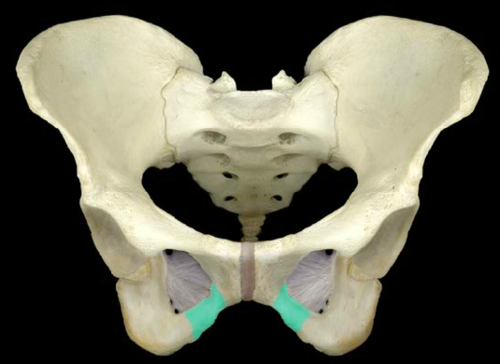 <p>Inferior Pubic Ramus</p>