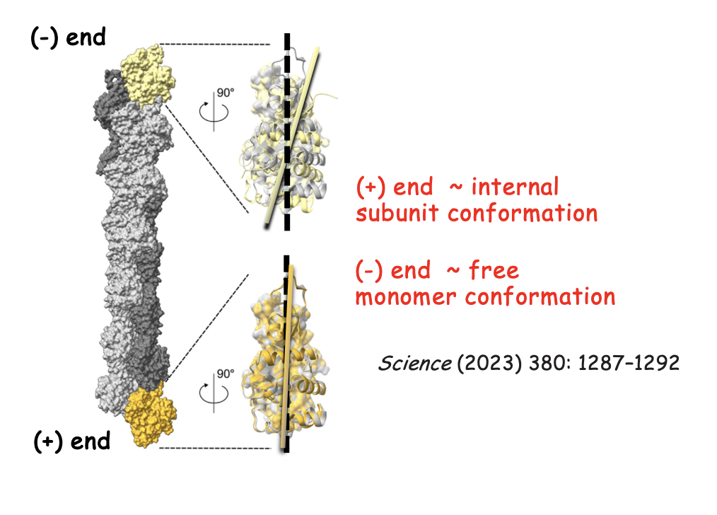 <p><strong>Cryo-electron microscopy (Cryo-EM) </strong>high resolution</p><p>Right side→ + and - ends with internal F-actin subunit</p><ul><li><p>structures aligned by their inner domains (surface representation) </p></li><li><p>showing relative rotation of outer domains (ribbon representation)</p></li></ul><ol><li><p>Top→ - end<strong>→ Black dotted line→ axis of outerdomain in internal subunit→</strong> Shows twisted (monomer like)</p></li><li><p>Bottom→ + end→ <strong>Flat </strong> conformation→ (polymerised conformation)</p></li></ol><p></p>