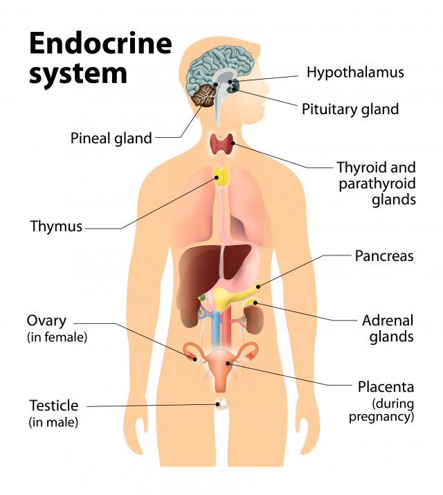 <p>body system that includes internal organs that secrete hormones</p>