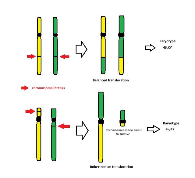 <p>relocation of chromosome fragments…reciprocal &amp; robertsonian</p>