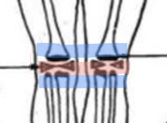 <ol><li><p>on trouve <span style="color: rgb(244, 9, 9);">toujours </span>du <span style="color: rgb(59, 234, 236);">cartilage hyalin</span> à sa périphérie&nbsp;</p></li><li><p>c’est le cartilage <span style="color: rgb(255, 0, 0);"><span>le plus résistant</span></span><span style="color: rgb(10, 1, 1);"><span>→c’est pour ça qu’il s’occupe des parties les plus imortantes</span></span></p></li></ol><p></p>