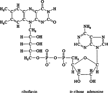 <p>A molecule made up of polypeptides and with a flavin mononucleotide molecule attached to it. This molecule is present in Complex 1 in the electron transport chain.</p>