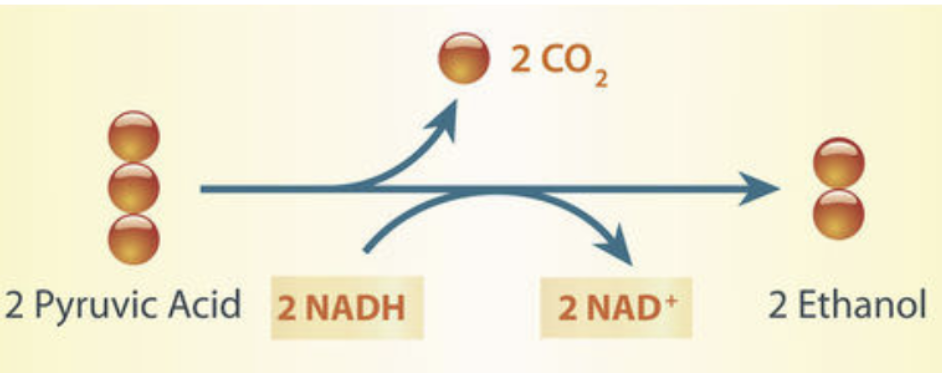 <p>occurs in many yeasts + plants</p><ul><li><p>Produces <strong>2 ATP</strong>, <strong>ethanol</strong> and <strong>CO2</strong></p></li></ul><p></p>