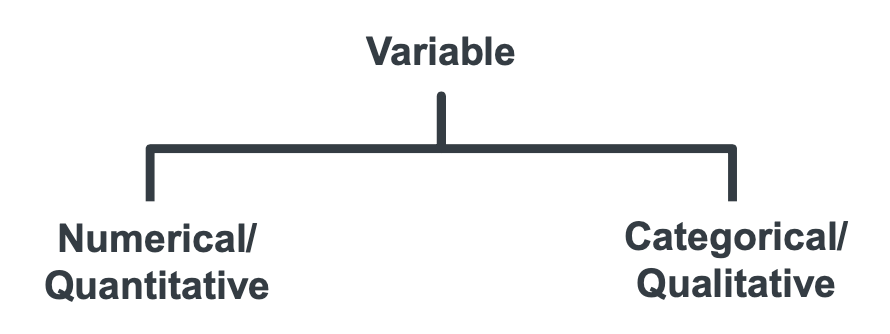 <ul><li><p>Quantitative (numerical) </p></li><li><p>Qualitative (categorical)</p></li></ul><p></p>