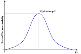 <ul><li><p>each enzyme has an optimum pH</p></li><li><p>if lower than optimum pH, excess H<sup>+</sup> ions disrupt H- bonds and ionic bonds→ impacts shape of active site</p></li><li><p>H<sup>+ </sup>ions will alter charges on amino acids in active site → interferes with binding of substrate to active site</p></li><li><p>same above above optimum pH with OH<sup>-</sup> ions. </p></li></ul>