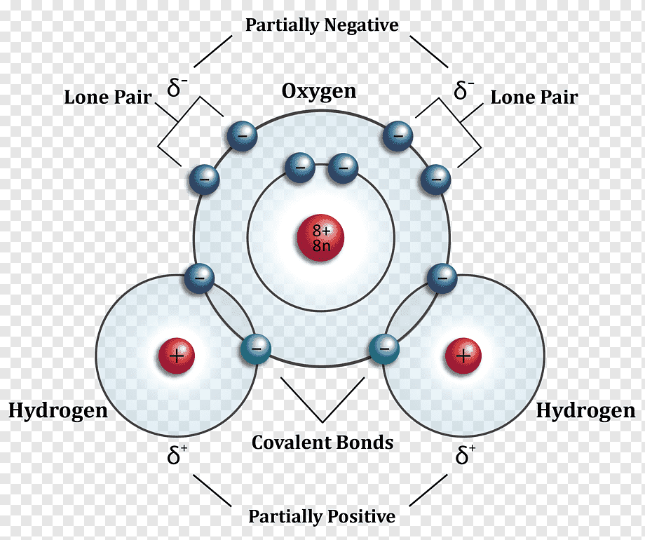 <p>Oxygen is the most electronegative. Since oxygen is more electronegative, oxygen pulls the electrons towards its own nucleus, as it has a greater attraction for electrons than hydrogen; this imbalance makes water polar.</p>