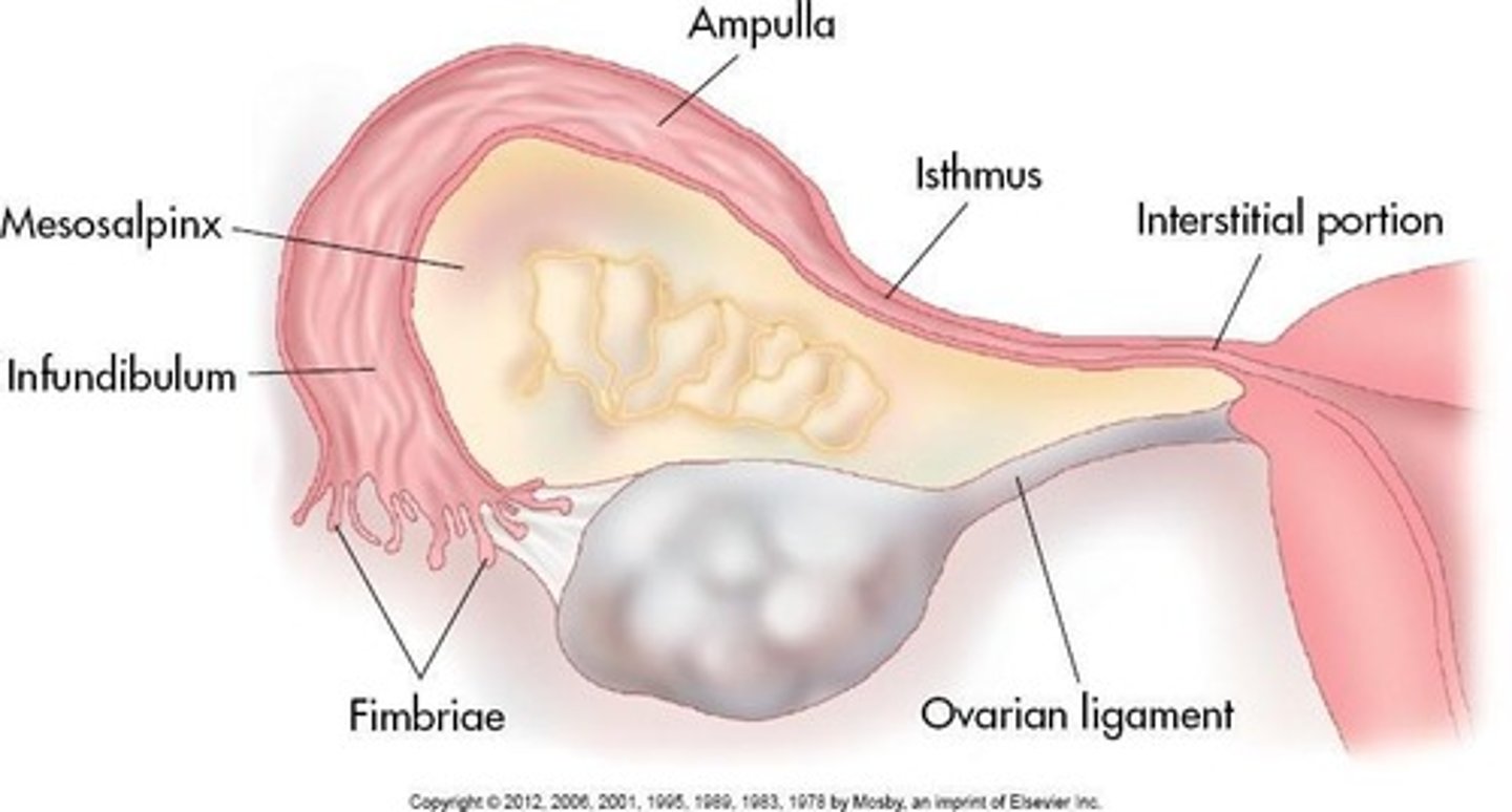 <p>Infundibulum: Funnel-shaped lateral tube projects beyond broad ligament to overlie ovaries; 'free edge' of the funnel has fimbriae.</p>