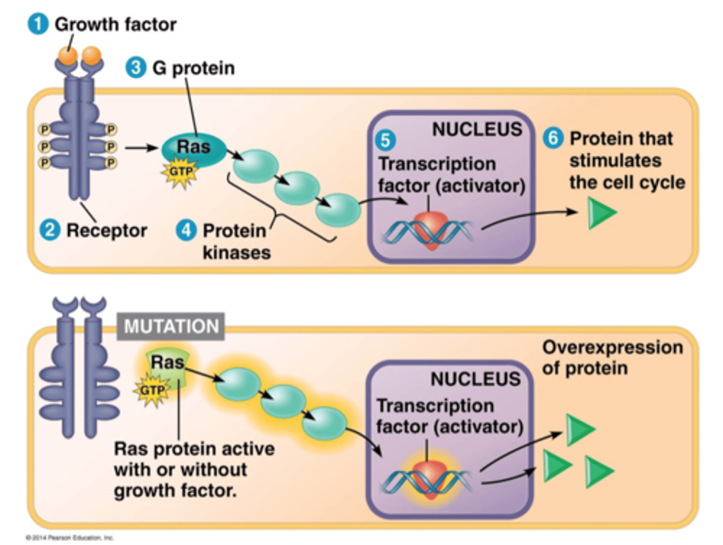 <p>This gene normally transfers signals from the plasma membrane to the nucleus to initiate cell division and when it is inactive cell division is inhibited. However when these genes are mutated they can be continually active, thus generating tumors</p>