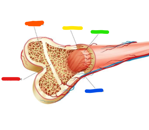 <p>What is the red?</p>