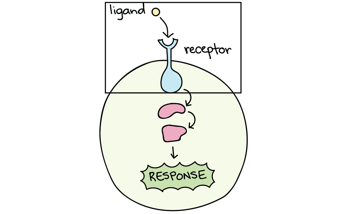 <p>A type of molecule where a messenger molecule can bind where a signal is sent to the nucleus.</p>