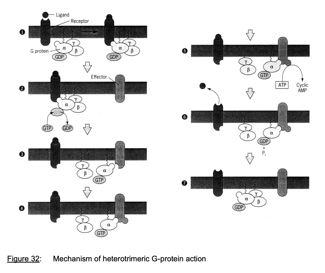 <ol><li><p><strong>Unstimulated→</strong> Exists as a trimer with <strong>GDP bound to Ga</strong></p><ul><li><p>unable to interact with or activate adenylaate cyclase</p></li></ul></li><li><p><strong>Hormones binds→</strong></p><ul><li><p>receptor conformation change</p></li></ul><ul><li><p><strong>receptor associates</strong> with G protein complex</p></li><li><p>GDP replaced with GTP on Ga</p></li></ul></li><li><p>Ga <strong>dissociate</strong> from Gb and Gy</p></li><li><p>Ga binds and <strong>activates</strong> adenylate cylcase</p></li><li><p>Adenylate cyclase synthesis cAMP</p></li></ol><p></p><p></p>