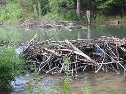 These lakes are caused by the activities of living organisms