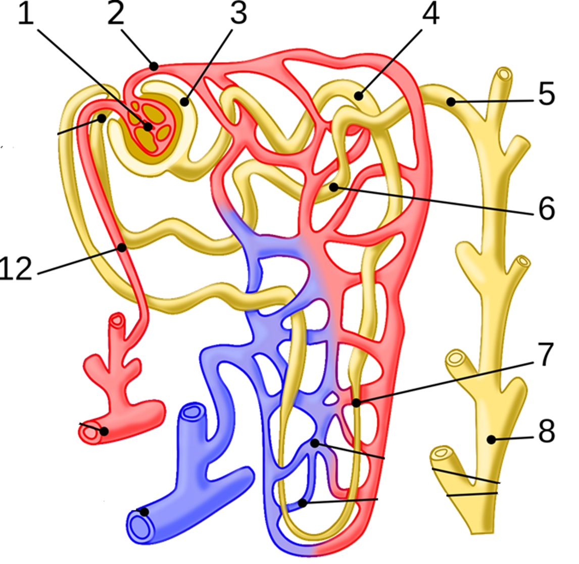 <p>Label the nephron structure</p>