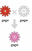 <p>a situation where allele will determine the phenotype regardless of the presence of another allele</p><p><strong>⇨</strong> blend of two homozygous phenotypes</p>