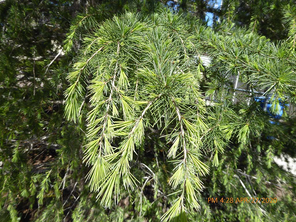 <p>deodar cedar</p>