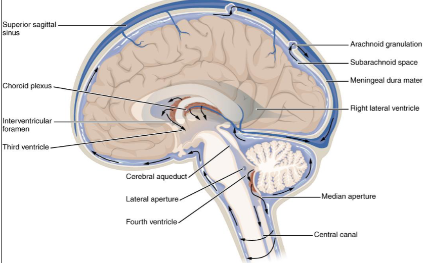 <ul><li><p>ventricles- cavities of brain that CSF is produced in</p></li><li><p>Choroid plexuses-CSF produced in ventricles of brain from the blood vessels</p><ul><li><p>fluid must be reabsorbed into blood at same rate of production</p></li><li><p>b/c no room for swelling because CNS surrounded by bone</p></li></ul></li><li><p>Superior sagittal sinus- </p><ul><li><p> venous sinus in dura mater along the midline above the brain</p></li><li><p>indicated blood is going back to heart to be pumped somewhere else</p></li></ul></li><li><p>Arachnoid villi/arachnoid granulations-</p><ul><li><p>extensions of the arachnoid layer that extrude through the dura into the blood of the superior sagittal sinus</p></li><li><p>This is where CSF passes back into blood</p></li></ul></li></ul><p></p>