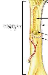 <p>Shaft of long bones, may consist of medullary cavity and bone marrow</p>