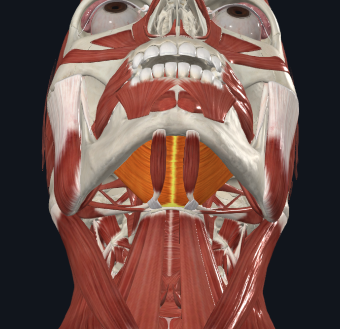 <p><strong>Nombre alterno: X</strong></p><p><strong><mark data-color="yellow" style="background-color: yellow; color: inherit">Orígen: </mark></strong><mark data-color="yellow" style="background-color: yellow; color: inherit">Línea milohioidea de la mandíbula</mark></p><p><strong><mark data-color="blue" style="background-color: blue; color: inherit">Inserción: </mark></strong><mark data-color="blue" style="background-color: blue; color: inherit">Cuerpo del hioides. Rafe milohioideo</mark></p><p><strong><mark data-color="red" style="background-color: red; color: inherit">Acción: </mark></strong></p><p><mark data-color="red" style="background-color: red; color: inherit">Eleva hueso hioides</mark></p><p><mark data-color="red" style="background-color: red; color: inherit">Eleva piso de la boca </mark></p><p><mark data-color="red" style="background-color: red; color: inherit">Abre o deprime la Mandíbula</mark></p><p><strong><mark data-color="purple" style="background-color: purple; color: inherit">Inervación: </mark></strong><mark data-color="purple" style="background-color: purple; color: inherit">Nervio mandibular del trigémino</mark><strong><br><mark data-color="green" style="background-color: green; color: inherit">Relaciones: X</mark></strong></p><p><strong>Notas:</strong></p><p>Suprahioideo</p><p>Piso de la boca</p><p><u>(primer paso de deglución)</u></p>