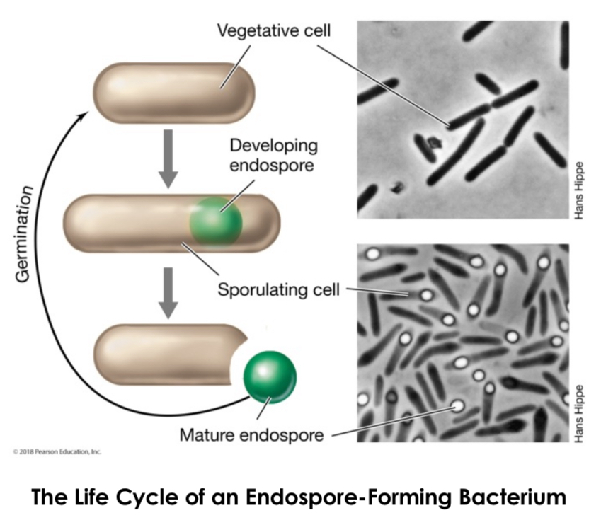 <p>Highly differentiated, dormant cells formed in some gram+ bacteria under unfavorable conditions (high cell density or nutrient starvation) that protect cells from stress. Members of genus Bacillus and Clostridium.</p>
